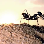 topp-4-naturliga-satt-att-skydda-ditt-hem-fran-myror.webp.webp